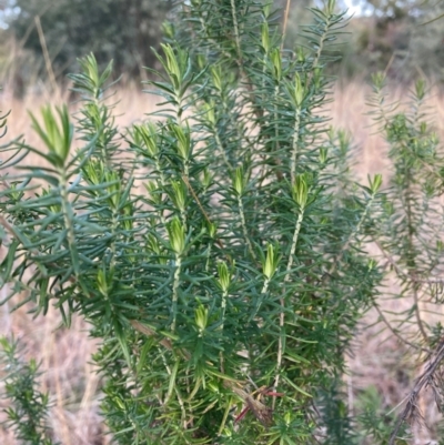 Cassinia aculeata subsp. aculeata (Dolly Bush, Common Cassinia, Dogwood) at Hackett, ACT - 18 Jul 2024 by waltraud