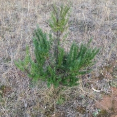 Cassinia aculeata subsp. aculeata at Hackett, ACT - 18 Jul 2024