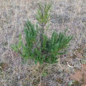 Cassinia aculeata subsp. aculeata at Hackett, ACT - 18 Jul 2024 04:51 PM