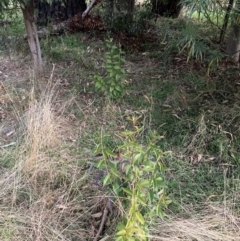 Ligustrum lucidum (Large-leaved Privet) at Hackett, ACT - 18 Jul 2024 by waltraud