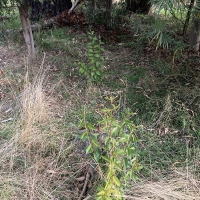 Ligustrum lucidum (Large-leaved Privet) at Hackett, ACT - 18 Jul 2024 by waltraud