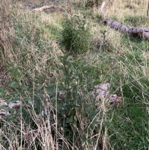 Ligustrum lucidum at Hackett, ACT - 18 Jul 2024