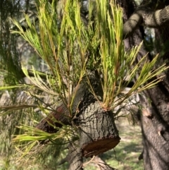 Exocarpos cupressiformis (Cherry Ballart) at Watson, ACT - 18 Jul 2024 by waltraud