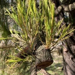 Exocarpos cupressiformis at Watson, ACT - 18 Jul 2024