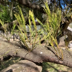 Exocarpos cupressiformis at Watson, ACT - 18 Jul 2024