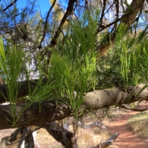 Exocarpos cupressiformis at Watson, ACT - 18 Jul 2024