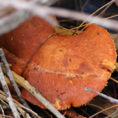 Unidentified Cap on a stem; gills below cap [mushrooms or mushroom-like] by LisaH