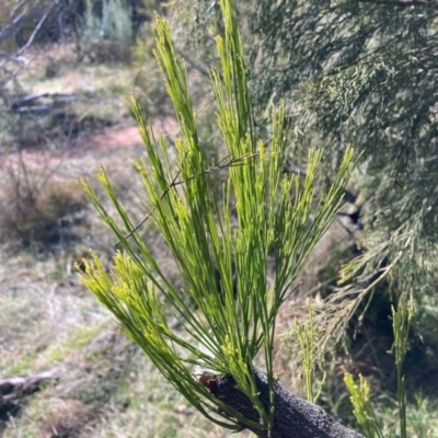 Exocarpos cupressiformis (Cherry Ballart) at Watson, ACT - 18 Jul 2024 by waltraud