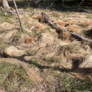 Nassella trichotoma at Watson, ACT - 18 Jul 2024