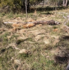 Nassella trichotoma at Watson, ACT - 18 Jul 2024