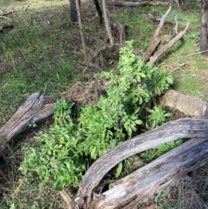 Echium plantagineum at Watson, ACT - 18 Jul 2024