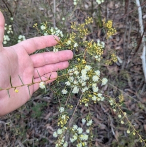 Acacia genistifolia at Aranda, ACT - 19 Jul 2024