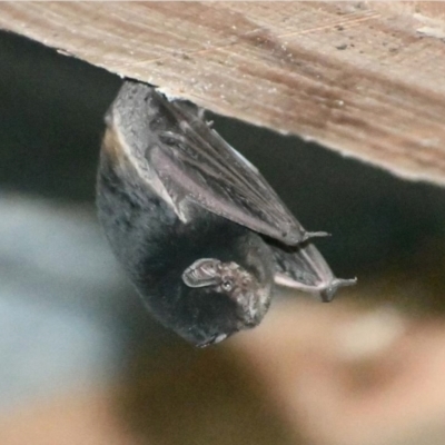 Chalinolobus picatus (Little Pied Bat) at Bullarah, NSW - 31 Aug 2022 by MichaelBedingfield