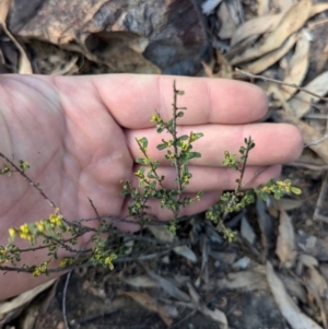 Phyllanthus occidentalis at Acton, ACT - 19 Jul 2024