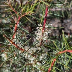 Hakea decurrens subsp. decurrens (Bushy Needlewood) at Bruce, ACT - 19 Jul 2024 by JP95