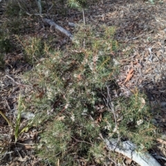 Hakea decurrens subsp. decurrens at Bruce, ACT - 19 Jul 2024