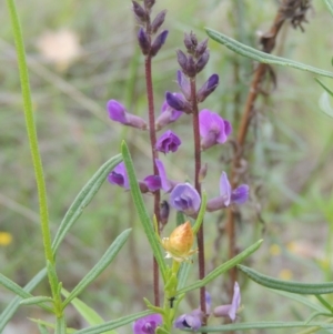 Glycine tabacina at Conder, ACT - 7 Jan 2024 03:25 PM