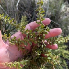 Grevillea alpina (Mountain Grevillea / Cat's Claws Grevillea) at Acton, ACT - 19 Jul 2024 by JP95