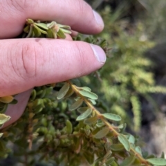 Grevillea alpina at Acton, ACT - 19 Jul 2024