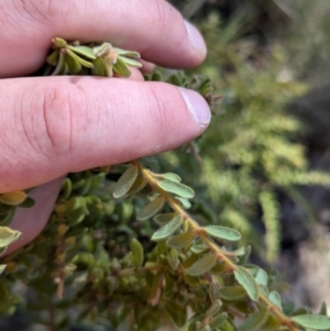 Grevillea alpina at Acton, ACT - 19 Jul 2024