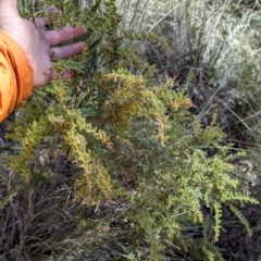 Grevillea alpina at Acton, ACT - 19 Jul 2024