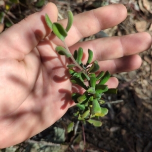 Persoonia rigida at Acton, ACT - 19 Jul 2024