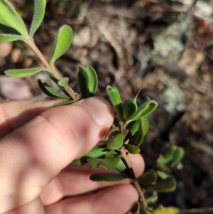 Persoonia rigida at Acton, ACT - 19 Jul 2024