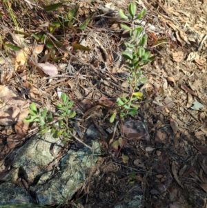 Persoonia rigida at Acton, ACT - 19 Jul 2024 11:01 AM