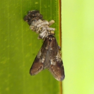 Lepidoscia lainodes at Braemar, NSW - 19 Jul 2024