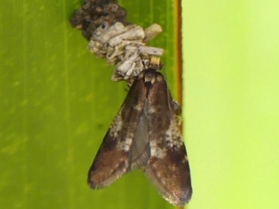 Lepidoscia lainodes (A Case moth (Psychidae)) at Braemar, NSW - 18 Jul 2024 by Curiosity