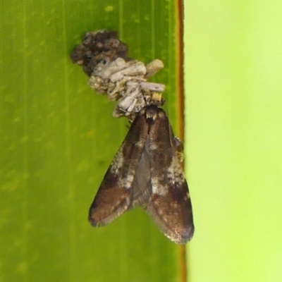 Lepidoscia lainodes (A Case moth (Psychidae)) at Braemar, NSW - 18 Jul 2024 by Curiosity