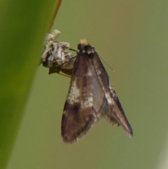 Lepidoscia lainodes at Braemar, NSW - 19 Jul 2024 08:39 AM