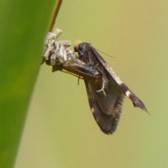 Lepidoscia lainodes at Braemar, NSW - 19 Jul 2024