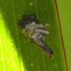 Lepidoscia lainodes at Braemar, NSW - 19 Jul 2024