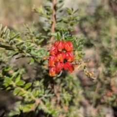 Grevillea alpina (Mountain Grevillea / Cat's Claws Grevillea) at Acton, ACT - 19 Jul 2024 by JP95