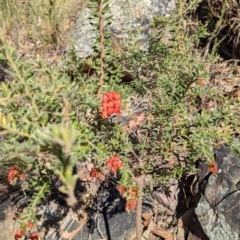 Grevillea alpina at Acton, ACT - 19 Jul 2024