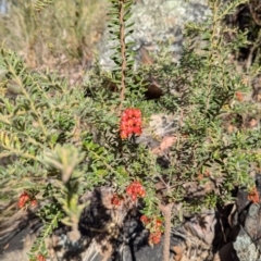 Grevillea alpina at Acton, ACT - 19 Jul 2024