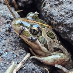 Limnodynastes tasmaniensis (Spotted Grass Frog) at Braidwood, NSW - 19 Jul 2024 by MatthewFrawley