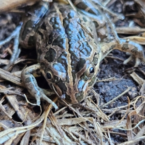 Limnodynastes tasmaniensis at Braidwood, NSW - 19 Jul 2024