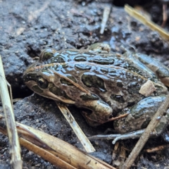 Limnodynastes tasmaniensis at Braidwood, NSW - 19 Jul 2024