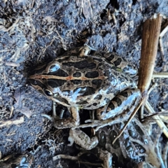 Limnodynastes tasmaniensis at Braidwood, NSW - 19 Jul 2024