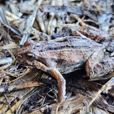 Crinia signifera (Common Eastern Froglet) at Braidwood, NSW - 19 Jul 2024 by MatthewFrawley