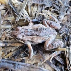 Crinia signifera at Braidwood, NSW - 19 Jul 2024