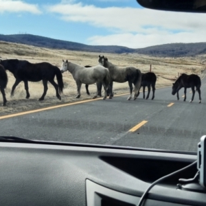 Equus caballus at Gooandra, NSW - 20 Jun 2021