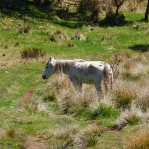 Equus caballus at Gooandra, NSW - 28 Sep 2023