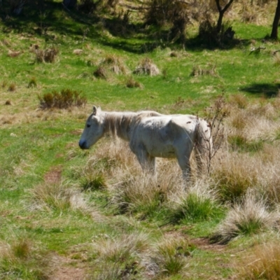 Equus caballus (Brumby, Wild Horse) at Gooandra, NSW - 28 Sep 2023 by MB