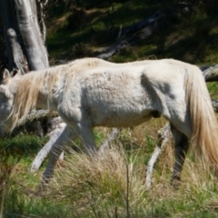 Equus caballus at Gooandra, NSW - 28 Sep 2023