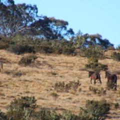 Equus caballus (Horse, Feral Horse) at Gooandra, NSW - 21 Jun 2021 by MB