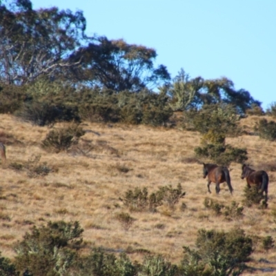 Equus caballus (Horse, Feral Horse) at Gooandra, NSW - 21 Jun 2021 by MB
