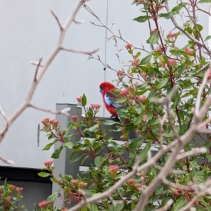 Platycercus elegans at Lawson, ACT - 19 Jul 2024